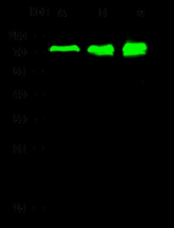 Sino Biological Human PPM1G MAb 100ul (Sino Biological), Quantity: Each