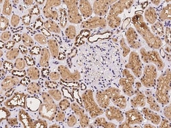 Sino Biological PPP4C Antibody, Rabbit PAb, Antigen Affinity Purified 100µL,