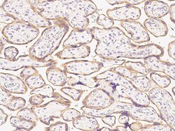 Sino Biological Prolactin Receptor/PRLR Antibody, Rabbit PAb, Antigen Affinity