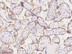 Sino Biological Anti-Prolactin Receptor Antibody, Rabbit Polyclonal, Quantity: