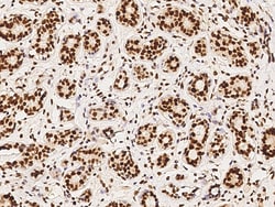 Sino Biological PRMT1 Antibody, Rabbit PAb, Antigen Affinity Purified 100µL,