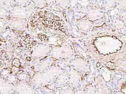 Sino Biological Epcr / PROCR Antibody, Rabbit MAb 100µL, Quantity: Each