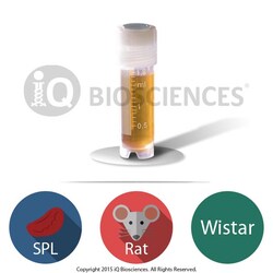 iQ Biosciences Wistar Rat Splenocytes, 50M cells/vial, Quantity: Each of
