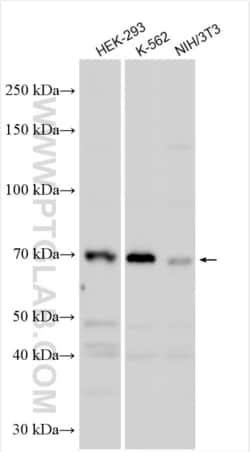 PRPF38B Rabbit, anti-Human, Polyclonal, Proteintech:Antibodies:Primary