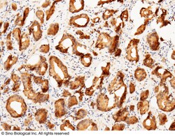 Sino Biological Anti-Prostasin/PRSS8 Antibody, Rabbit Polyclonal, Quantity: