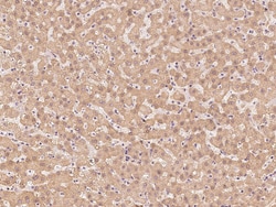 Sino Biological PSMA2 Antibody, Rabbit PAb, Antigen Affinity Purified 100µL,