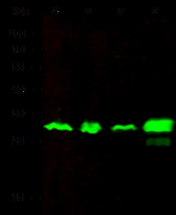 Sino Biological PA28A / PSME1 Antibody, Rabbit PAb, Antigen Affinity Purified