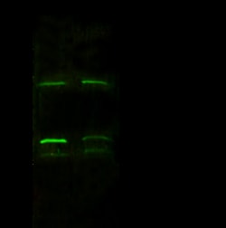 Sino Biological PSME2 / PA28b Antibody, Mouse MAb 100uL, Quantity: Each