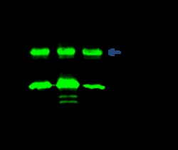 Sino Biological PSME2 / PA28b Antibody, Rabbit PAb, Antigen Affinity Purified