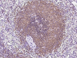 Sino Biological SHP-1/PTPN6 Antibody, Rabbit PAb, Antigen Affinity Purified