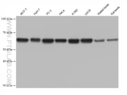 PUF60 Mouse, anti-Human, Clone: 1A3A1, Proteintech Quantity: 20 &mu;L:Antibodies