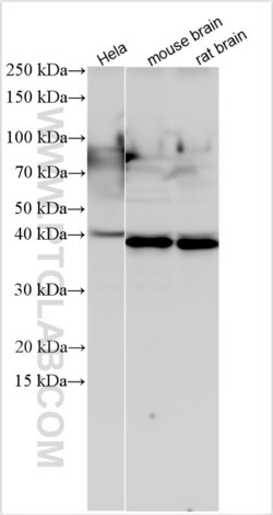PURG Rabbit, anti-Human, Polyclonal, Proteintech Quantity: 150 &mu;L:Antibodies