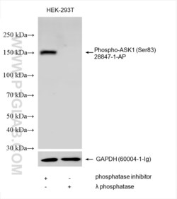 Phospho-ASK1 (Ser83) Rabbit, anti-Human, Polyclonal, Proteintech:Antibodies:Primary