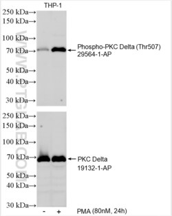 Phospho-PKC delta (Thr507) Rabbit, anti-Human, Polyclonal, Proteintech