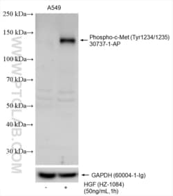 Phospho-c-Met (Tyr1234/1235) Rabbit, anti-Human, Polyclonal, Proteintech