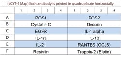 Raybiotech Inc G-Series Canine Cytokine Array 3 Kit.