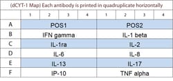 Raybiotech Inc G-Series Dolphin Cytokine Array 1 Kit.