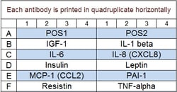 Raybiotech Inc Quantibody Human Obesity Array 1 Kit., Quantity: Each of