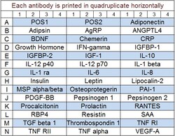 Raybiotech Inc Quantibody Human Obesity Array 3 Kit.