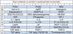 Raybiotech Inc&nbsp;Quantibody Human Angiogenesis Array 2 Kit.