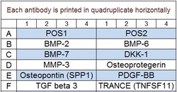 Raybiotech Inc Quantibody Human Bone Metabolism Array 2 Kit., Quantity: