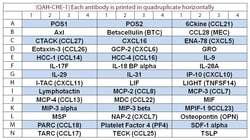 Raybiotech Inc Quantibody Human Chemokine Array 1 Kit., Quantity: Each