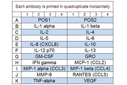 Raybiotech Inc&nbsp;Quantibody Human Cytokine Array 1 Kit.