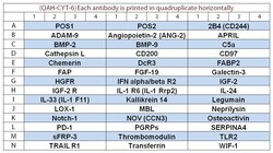 Raybiotech Inc&nbsp;Quantibody Human Cytokine Array 6 Kit.