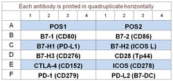 Raybiotech Inc G-Series Human Immune Checkpoint Molecule Array 1 Kit.