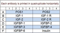 Raybiotech Inc Quantibody Human Insulin-like Growth Factor Signaling Array