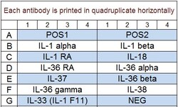 Raybiotech Inc Quantibody Human IL-1 Family Cytokine Array 1 Kit.