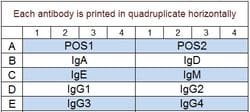 Raybiotech Inc&nbsp;Quantibody Human Immunoglobulin Isotyping Array Kit.