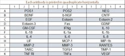 Raybiotech Inc Quantibody Human Neuro Discovery Array 1 Kit.