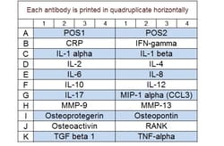 Raybiotech Inc&nbsp;Quantibody Human Periodontal Disease Array 1 Kit.