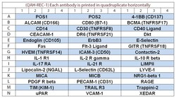 Raybiotech Inc Quantibody Human Receptor Array 1 Kit.