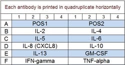 Raybiotech Inc&nbsp;Quantibody Human Th1/Th2 Array 1 Kit.