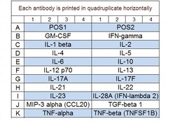Raybiotech Inc&nbsp;Quantibody Human Th17 Array 1 Kit.