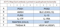 Raybiotech Inc G-Series Rabbit Cytokine Array 2 Kit.