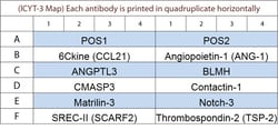 Raybiotech Inc&nbsp;G-Series Rabbit Cytokine Array 3 Kit.