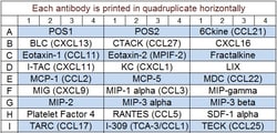 Raybiotech Inc&nbsp;Quantibody Mouse Chemokine Array 1 Kit.