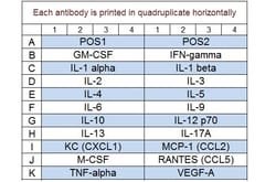 Raybiotech Inc Quantibody Mouse Cytokine Array 1 Kit.