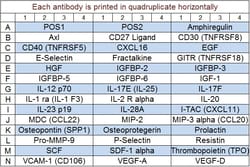 Raybiotech Inc Quantibody Mouse Cytokine Array 4 Kit., Quantity: Each of