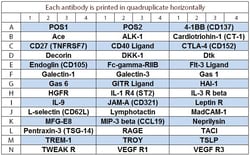 Raybiotech Inc Quantibody Mouse Cytokine Array 6 Kit., Quantity: Each of