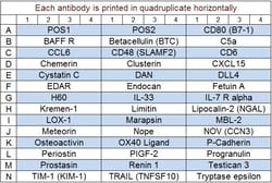 Raybiotech Inc&nbsp;Quantibody Mouse Cytokine Array 7 Kit.