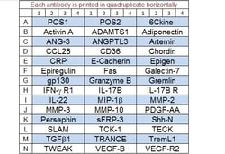 Raybiotech Inc Quantibody Mouse Cytokine Array 8 Kit.