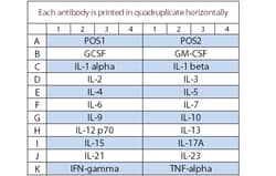 Raybiotech Inc Quantibody Mouse Interleukin Array 1 Kit., Quantity: Each