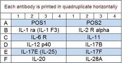 Raybiotech Inc Quantibody Mouse Interleukin Array 2 Kit.