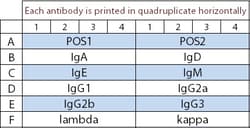 Raybiotech Inc&nbsp;Quantibody Mouse Immunoglobulin Isotyping Array Kit.