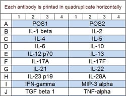 Raybiotech Inc Quantibody Mouse Th17 Array 1 Kit., Quantity: Each of 1