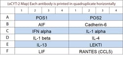Raybiotech Inc G-Series Ovine Cytokine Array 2 Kit.